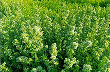 Load image into Gallery viewer, Greek Mountain Tea Melina from Olympus Premium Quality from Certified Organic Cultivation Greek Verbena Sideritis scardica 3 Pack of 50 g Free Shipping