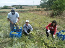 Load image into Gallery viewer, Greek Mountain Tea Melina from Olympus Premium Quality from Certified Organic Cultivation Greek Verbena Sideritis scardica 3 Pack of 50 g Free Shipping